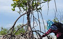 マングローブの林で環境活動を行う写真