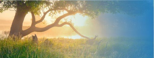 “Preserving Biodiversity”link banner